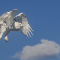 Chocolay Raptor Center Open House